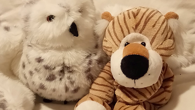 Der schüchterne Tiger Til und seine Freundin, die Eule, führen als Hauptfiguren durch das Programm