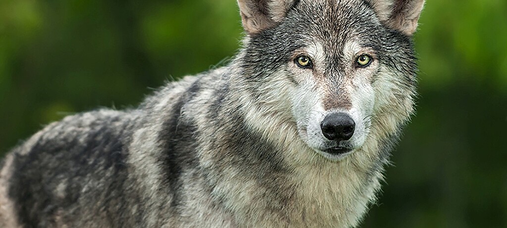 2017_0180_01 Wölfe sind grundsätzlich ungefährlich und haben kein Interesse am Menschen