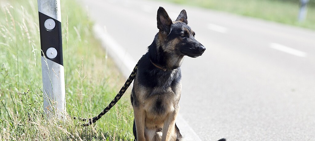 Während der Urlaubssaison werden Haustiere oftmals einfach ausgesetzt