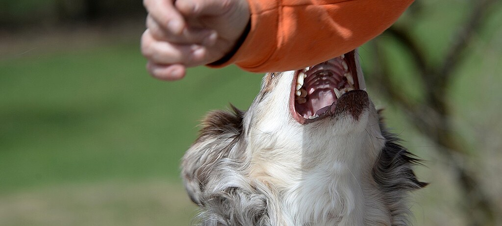 2016_0167_01 Auch harmlos wirkende Hunde haben scharfe Zähne und Aggressionspotenzial