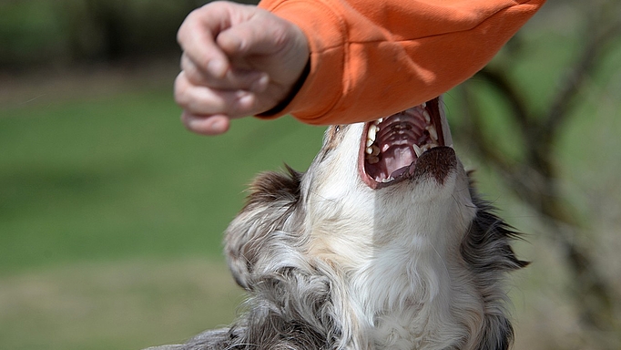 Auch harmlos wirkende Hunde haben scharfe Zähne und Aggressionspotenzial