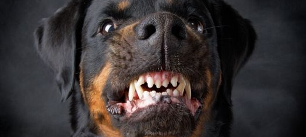 Rottweiler gelten als Kampfhunde