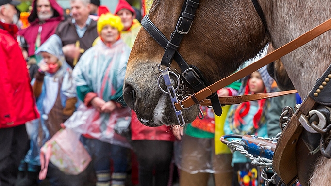Tierschützer sind gegen Pferde in Karnevalsumzügen