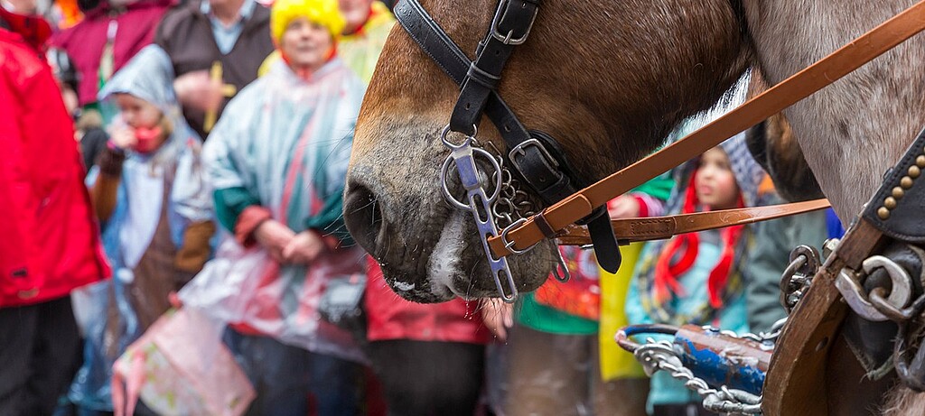 Tierschützer sind gegen Pferde in Karnevalsumzügen