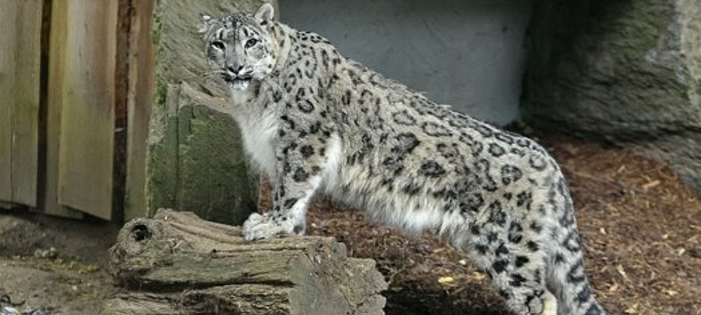 Zoos beherbergen viele bedrohte Tierarten