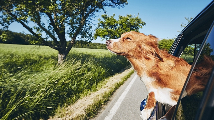 2021_0117_01 Kann gefährlich werden: Hunde, die den Fahrtwind genießen