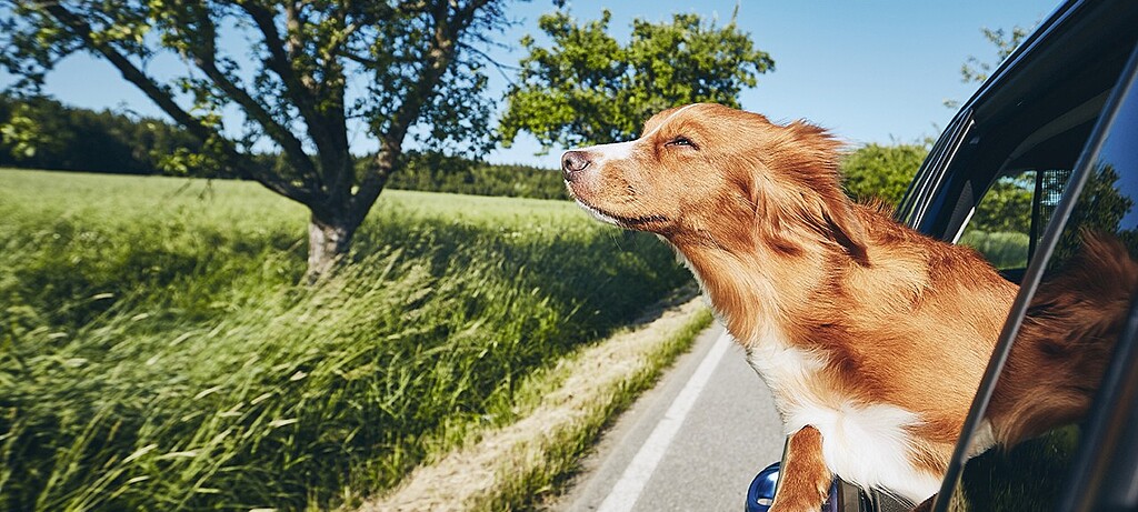 2021_0117_01 Kann gefährlich werden: Hunde, die den Fahrtwind genießen