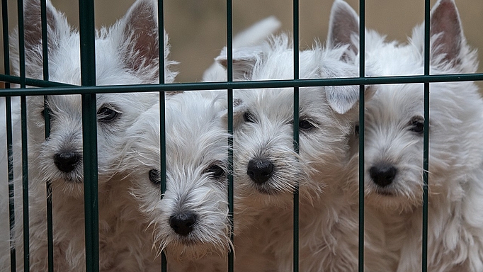 2022_0077_01 Die Nachfrage nach Hundewelpen steigt – Kriminelle sehen darin eine Chance