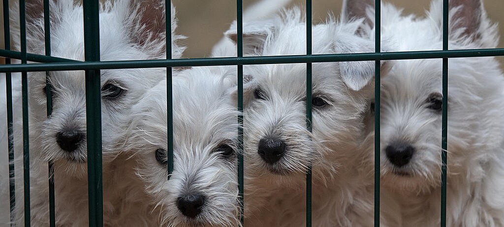 Die Nachfrage nach Hundewelpen steigt – Kriminelle sehen darin eine Chance