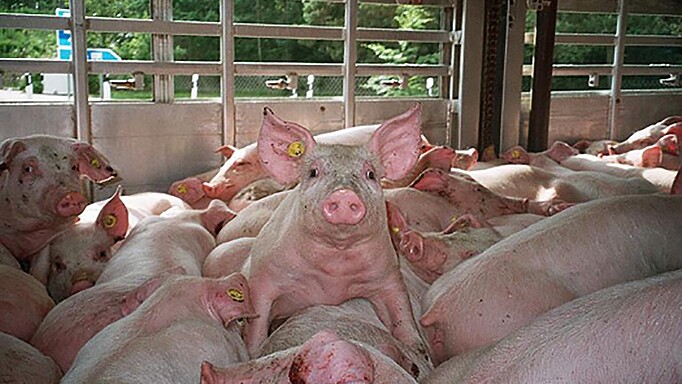 2011_0180_01 Oft haben Ferkel beim Transport in den Lkw zu wenig Platz, so dass sie sich verletzen