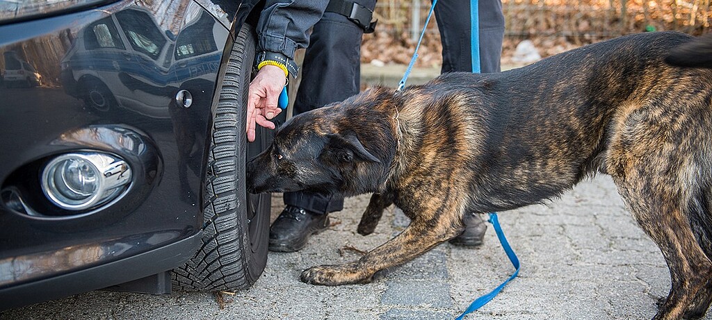 Spürhunde können geringste Geruchspartikel wahrnehmen und orten